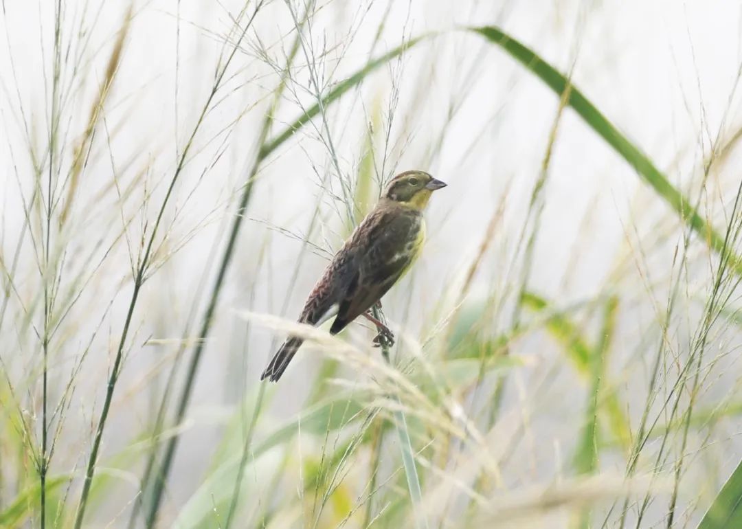 �°l�F��50��ֻ�S���c�F���϶�ͥ����������OΣ��N