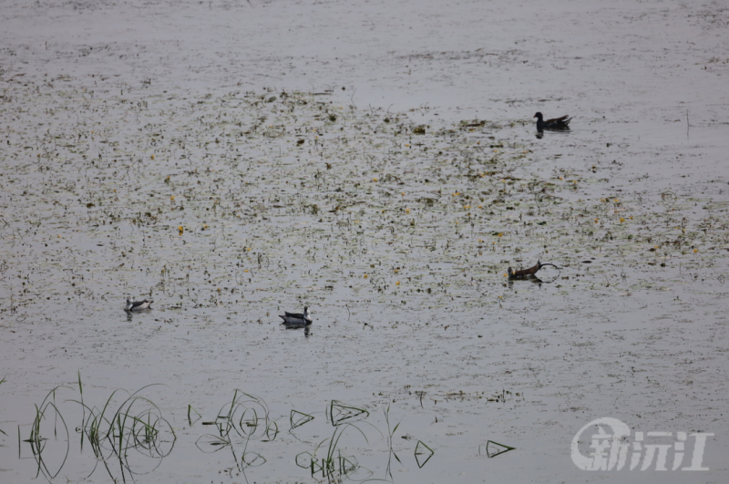 �佭����������С����������܇���