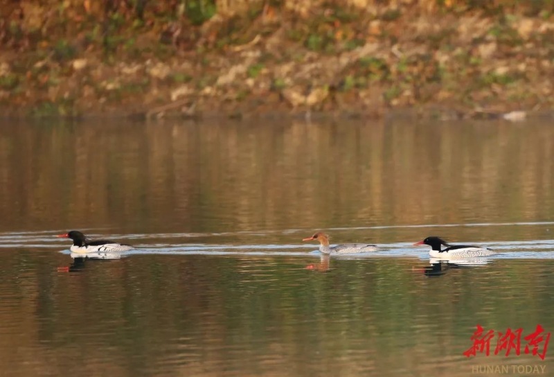 һ�������������佭�^�꣡