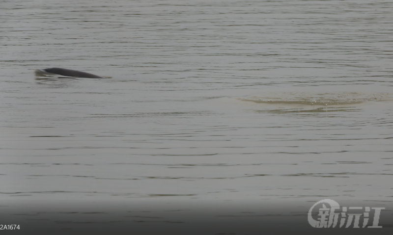 �����佭���϶�ͥ��ӭ�����ࡰ�^��F�� 15ֻ��ˮ�д���؈���M�F�F������ˮ��