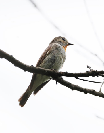 �϶�ͥ���׬F�t�����l