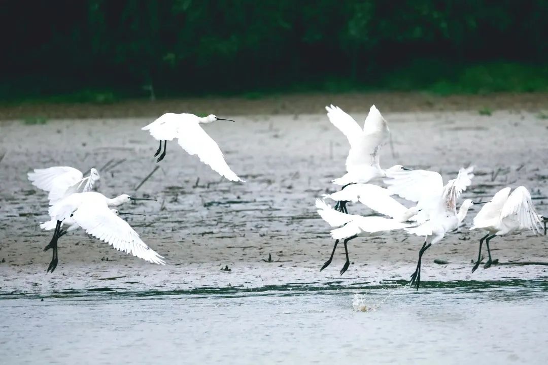 �ҵČ��ؼ��l | �϶�ͥ������ˮկ���������164�N�B�˷��w�ġ��G��ä�С���