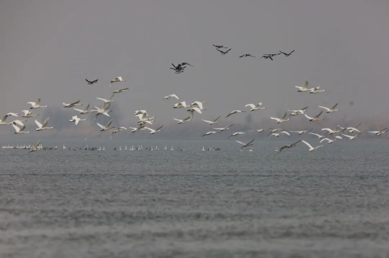 �佭���϶�ͥ��ӭ���������^�⡱���B